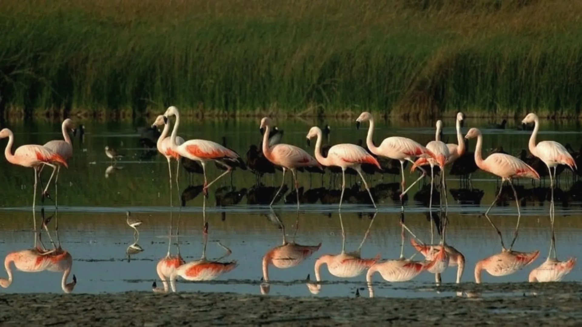 Flamencos andinos en la Laguna de Salinas