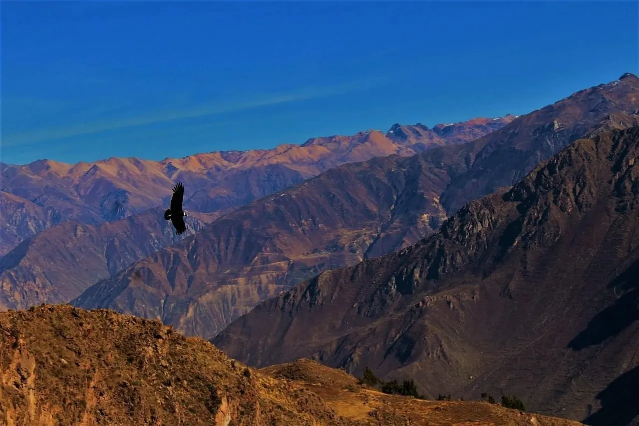 Cóndor en vuelo sobre las montañas del Colca