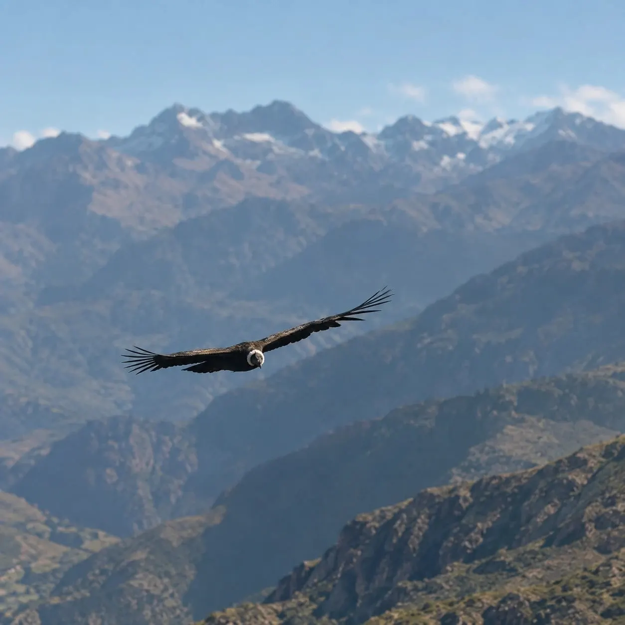 Cóndor andino planeando sobre el Cañón del Colca